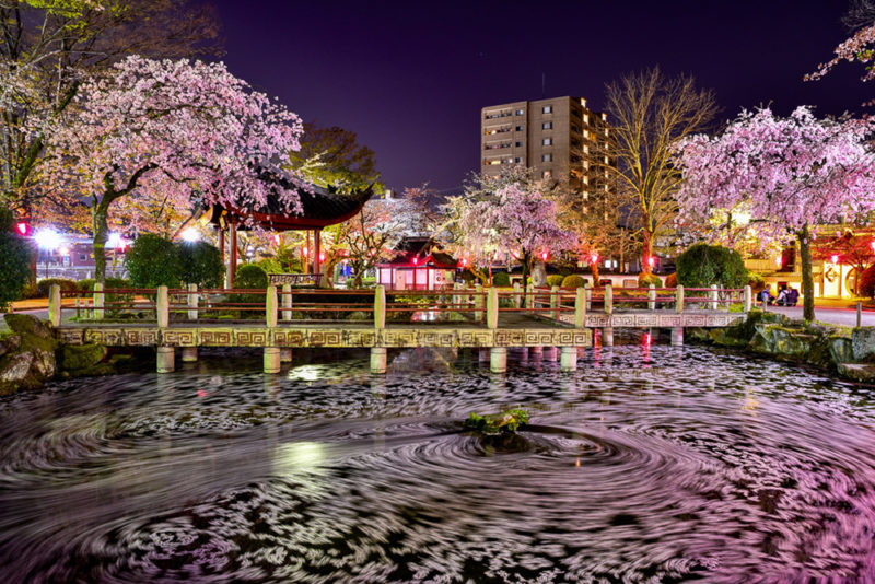 岐阜編 桜を満喫できるオススメスポット