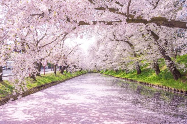 岐阜編 桜を満喫できるオススメスポット